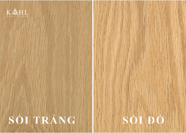 Được phân làm hai loại là sồi trắng và sồi đỏ