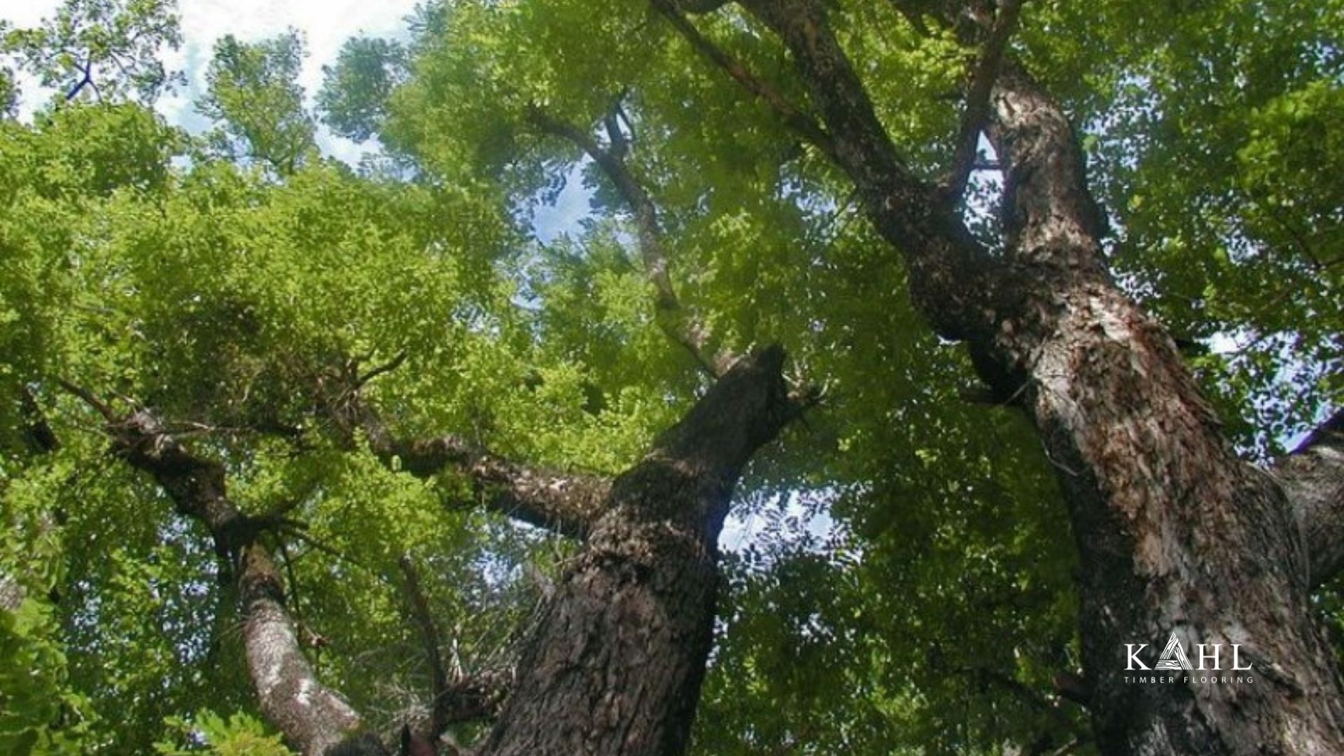 sàn gỗ giáng hương