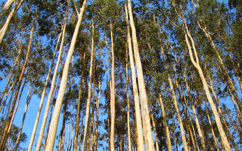 sàn gỗ lõi plywood bạch đàn